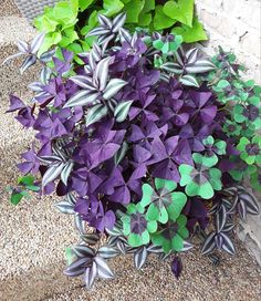 purple and green plants are growing on the ground next to a brick wall with an instagram message above it