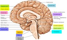 the structure of the human brain and its major functions, including the cerebratorys