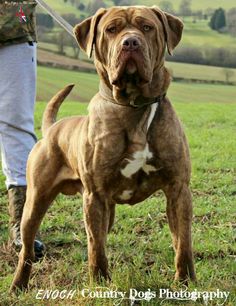 a large brown dog standing on top of a lush green field next to a person