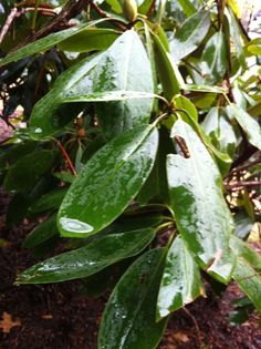 Overwhelmed? Return to Basics - 3/16/11 Pouring Rain, My Day, The Sound, This Morning, Warm And Cozy, Dark Gray, Plant Leaves