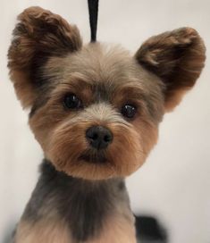 a small brown and black dog is looking at the camera