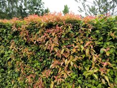 a large green hedge with red and yellow leaves on it's sides, in front of some trees