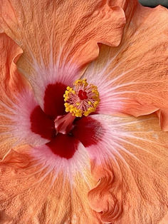 an orange flower with red center and yellow stamen in the middle, viewed from above