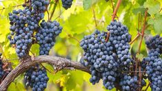 bunches of grapes hang from the vine in a vineyard