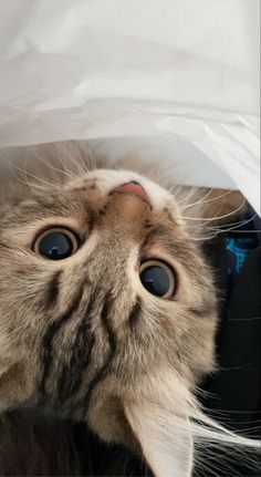 a cat is peeking out from under a plastic bag with it's head sticking out