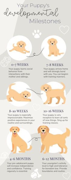 a dog's life cycle with instructions on how to use the puppies for their puppy