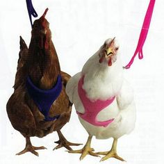 two chickens wearing harnesses and leashes standing next to each other on a white background