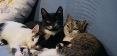 three cats are laying down on a couch and one cat is looking at the camera