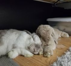 two kittens are sleeping on the floor next to each other