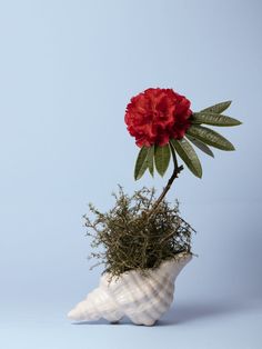 a red carnation in a shell shaped vase with moss growing out of the top