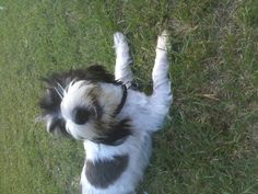 a black and white dog laying in the grass