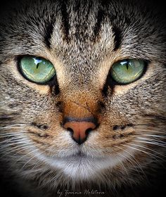 a cat's face with green eyes and brown fur on the front, black background