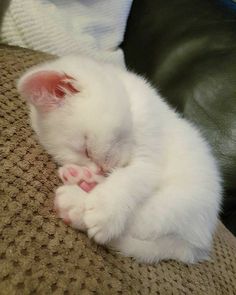 a white kitten sleeping on top of a couch