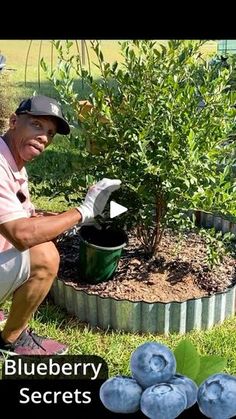 a man kneeling down next to a bush with blueberries in it and the words blueberry secrets