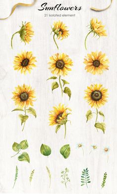 watercolor sunflowers on white paper with green leaves and flowers in the background