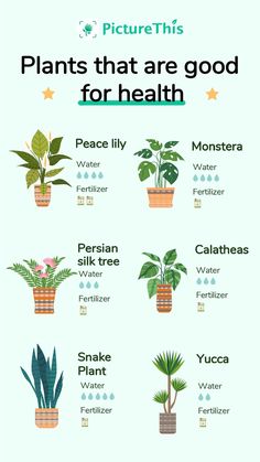 plants that are good for health and well suited to grow in the houseplants