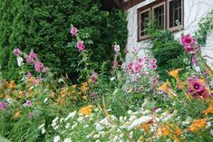 the flowers are blooming in front of the house and beside it is an overgrown garden