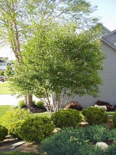 a small tree in front of a house