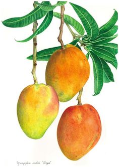 two mangoes hanging from a tree with leaves