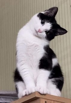 a black and white cat sitting on top of a wooden table next to a wall