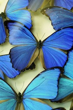 many blue butterflies are sitting on the table