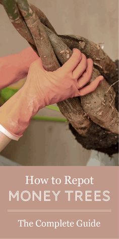 a person holding up a tree branch with the words how to repot money trees