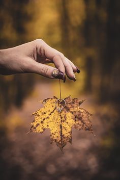 a person's hand holding an autumn leaf