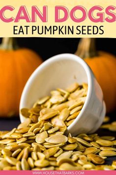 pumpkin seeds in a white bowl with text that reads can dogs eat pumpkin seeds?