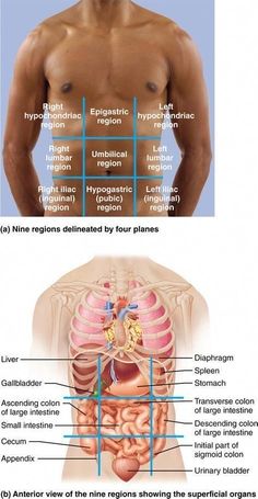 an image of the human body with labels on it