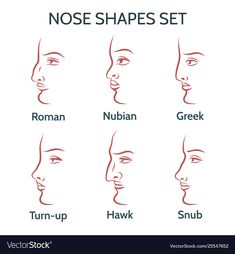 nose shapes Greek Nose, Contour Nose, Roman Nose, Rounded Nose, Vector Face, Different Nose Shapes, Nose Types, Bubble Drawing