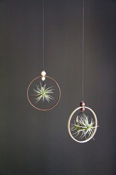 two air plants hanging from the ceiling