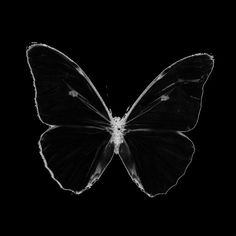 a black and white photo of a butterfly