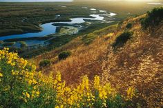 the sun shines brightly over an area with yellow flowers and water in the distance