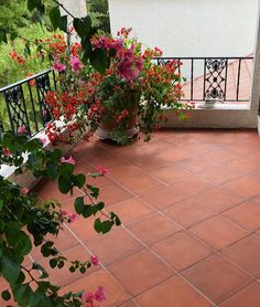 some pink and red flowers on a balcony