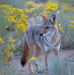 a fox standing in the middle of a field with yellow flowers behind it and looking at the camera