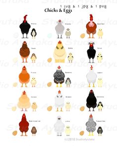 an image of chickens and eggs on a white background with the words chick & egg