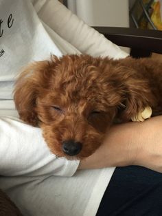 a person holding a small brown dog in their lap and wearing a white t - shirt