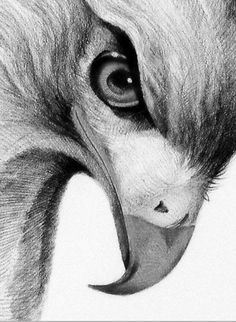 a pencil drawing of an animal's face with its mouth open