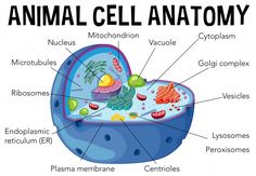 an animal cell diagram with all the parts labeled in it's own text area