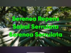 the words serenod repenss sabal serrulata are shown in green