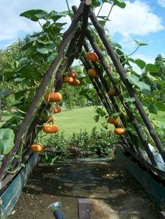 an orange tree with lots of fruit hanging from it's branches in a garden