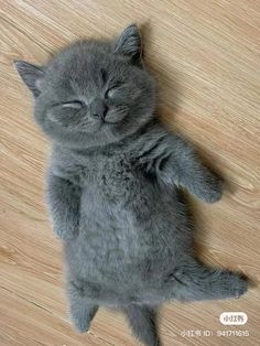 a small gray kitten laying on top of a wooden floor