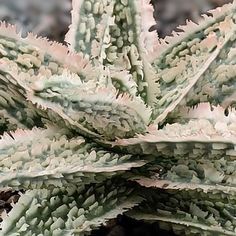 a close up view of a green plant