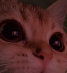 a close up of a cat's face with blue eyes