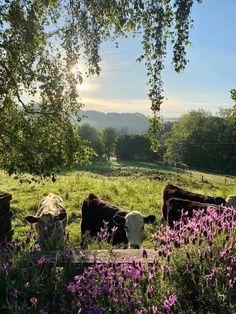 several cows grazing in a field with purple flowers