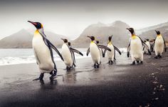 several penguins are walking along the beach together