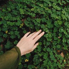 a person's hand reaching for something in front of some green plants on the ground