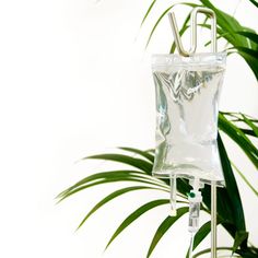 a clear plastic bag hanging from a metal pole next to a green leafy plant