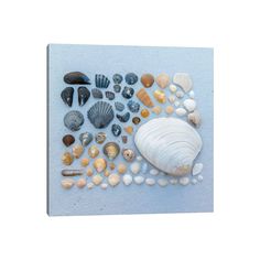 various seashells and shells arranged on a blue background