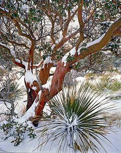 a tree covered in snow next to a bush